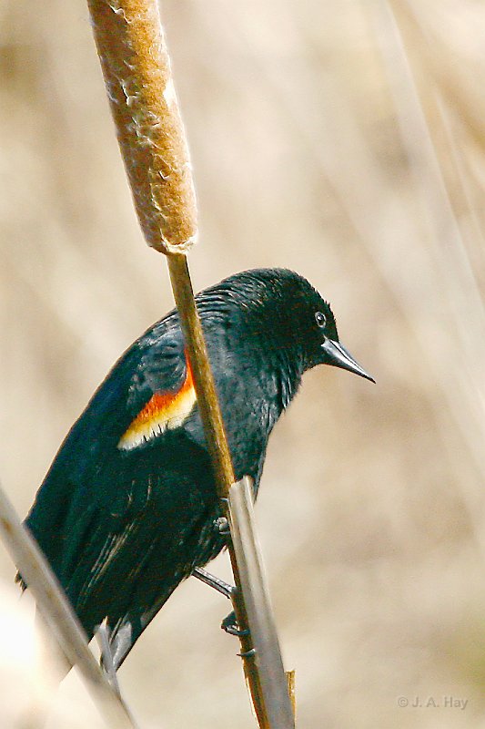  MG 7240 4X6 - Version 2 - Version 2